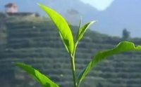 客田鎮(zhèn)：茶樹吐新芽，茶農(nóng)喜增收